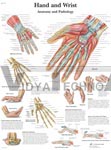 Hand and Wrist - Anatomical Chart